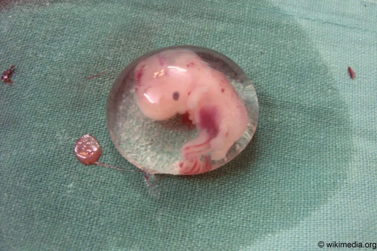 wann fängt das herz an zu schlagen - Wie beginnt ein Herz zu schlagen