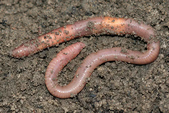 regenwurm geburt - Wie bekommt der Regenwurm Nachwuchs