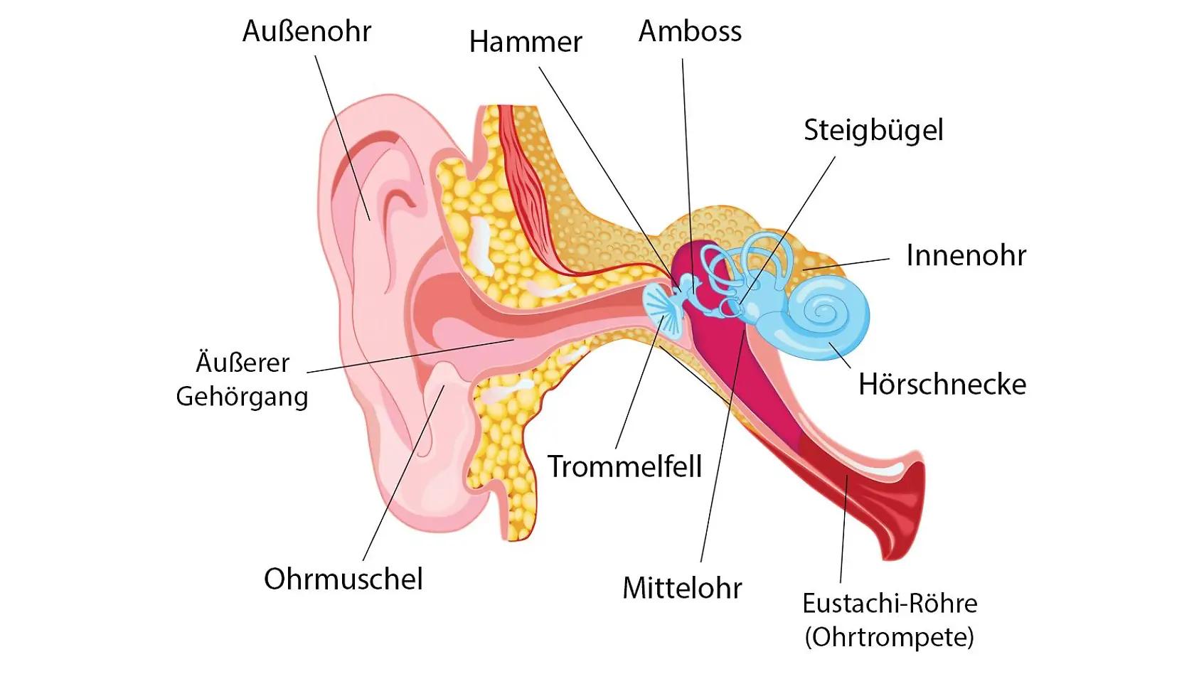 Ohren zu während der Schwangerschaft: Ursachen, Behandlung und Tipps - Wie bekommt man das Ohr auf wenn es zu ist ohr zu schwangerschaft - Wie bekommt man das Ohr auf wenn es zu ist