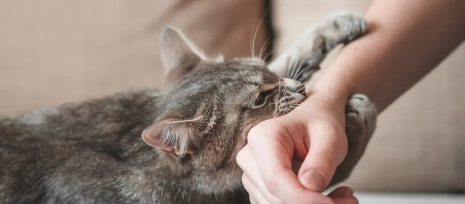 katze nach geburt aggressiv - Wie beruhigt man aggressive Katze