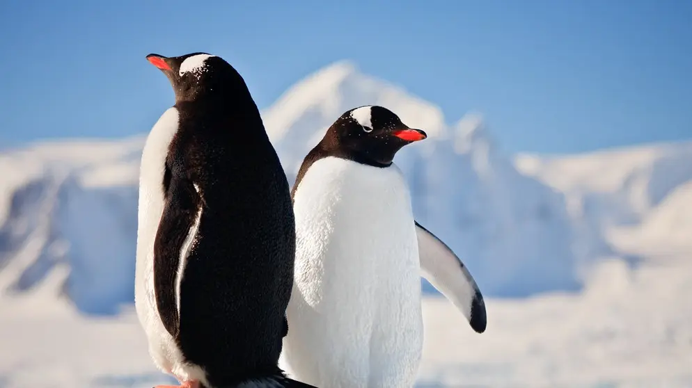 pinguin geburt - Wie brüten Pinguine ihre Eier aus