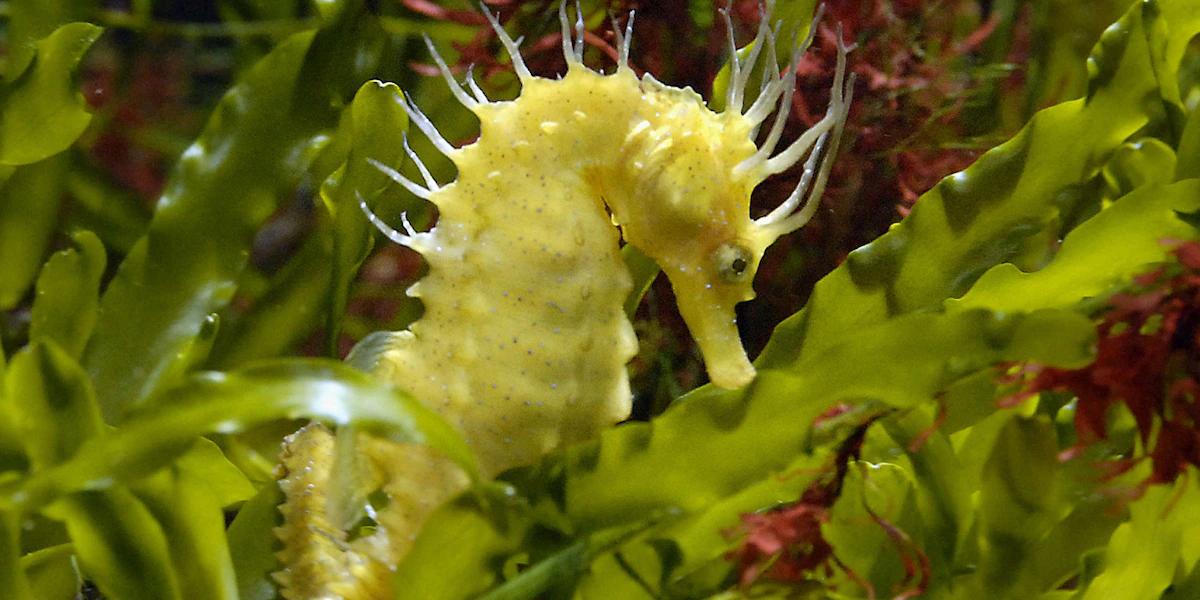 Seepferdchen-Geburt: Ein faszinierendes Schauspiel der Natur - Wie entbinden Seepferdchen seepferde geburt - Wie entbinden Seepferdchen