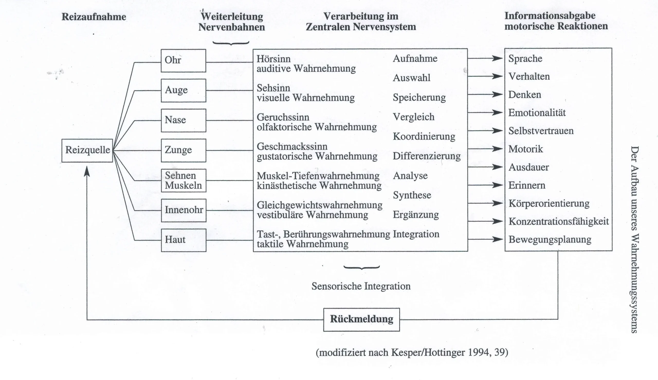 entwicklung der wahrnehmung bei kindern tabelle - Wie entwickelt sich die Wahrnehmung