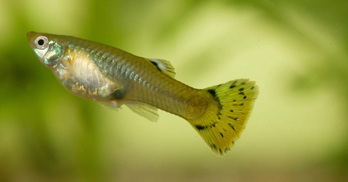 guppy geburt - Wie erkenne ich wann mein Guppy wirft