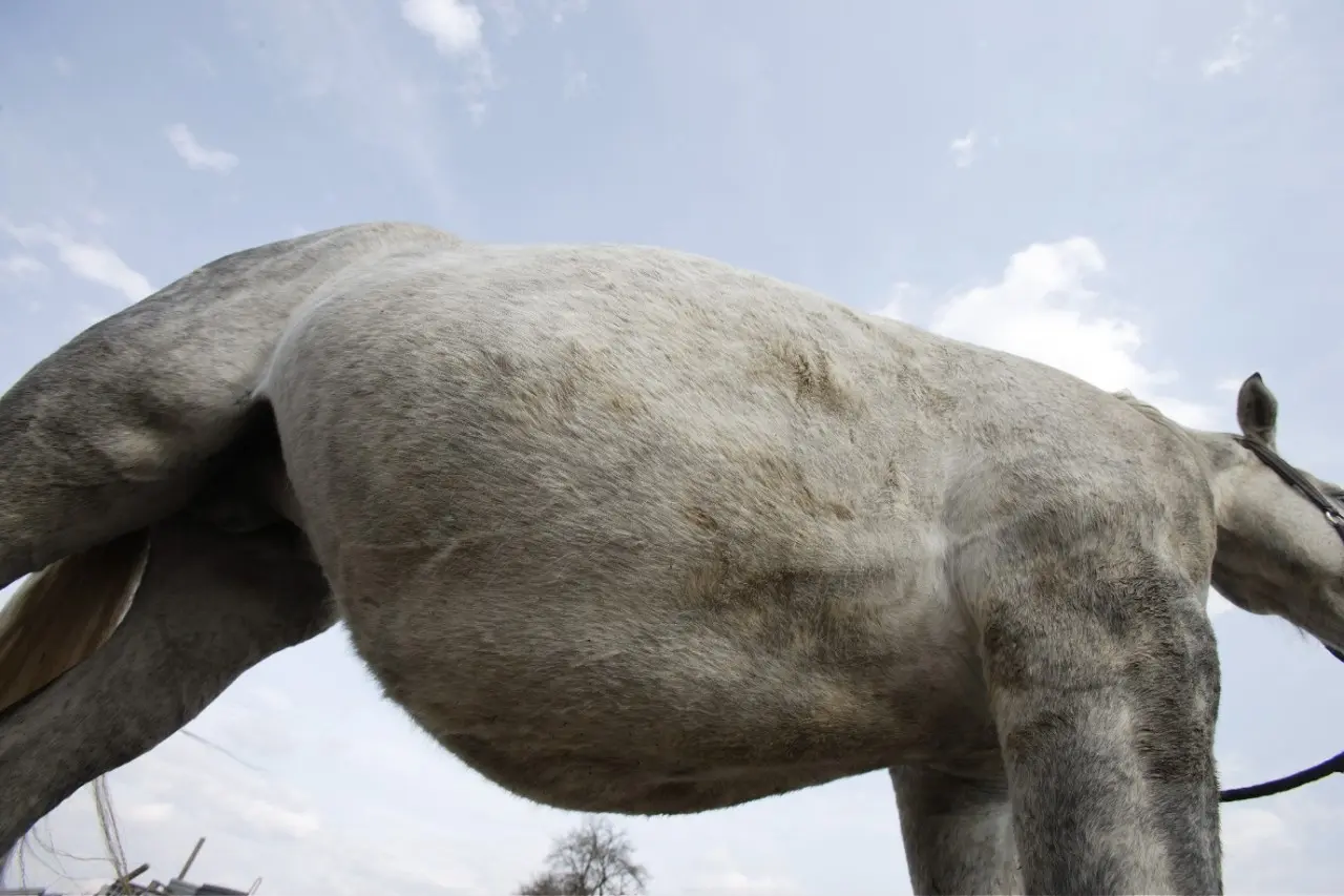 anzeichen geburt pferd - Wie erkennt man, dass ein Pferd kurz vor der Geburt steht