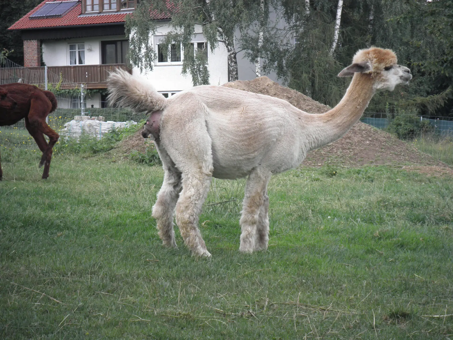 alpaka geburt anzeichen - Wie erkennt man ob ein Alpaka trächtig ist