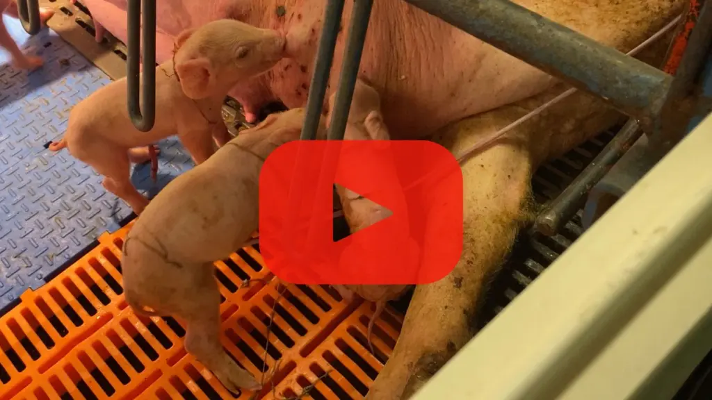 schweine schwangerschaft - Wie erkennt man ob ein Schwein trächtig ist