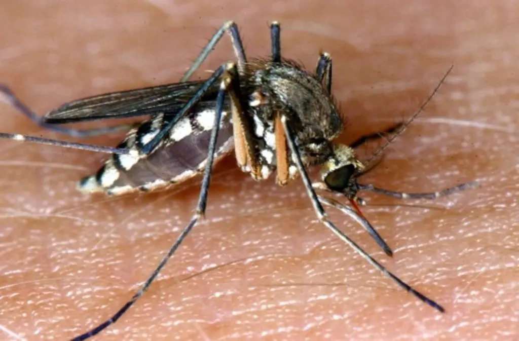 insekten stich biss - Wie finde ich heraus welches Insekt mich gestochen hat