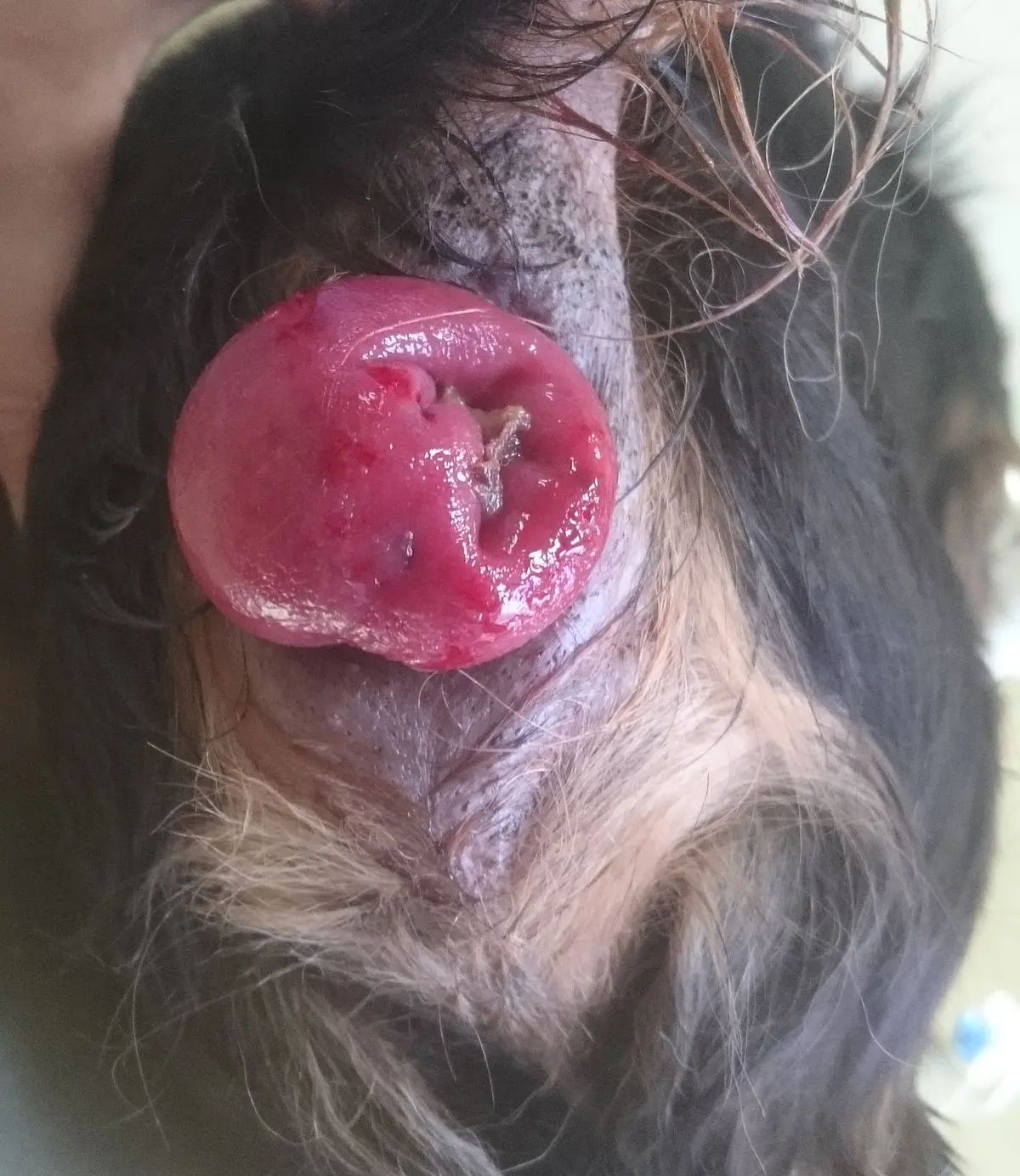 mastdarmvorfall nach geburt - Wie fühlt sich ein Mastdarmvorfall an