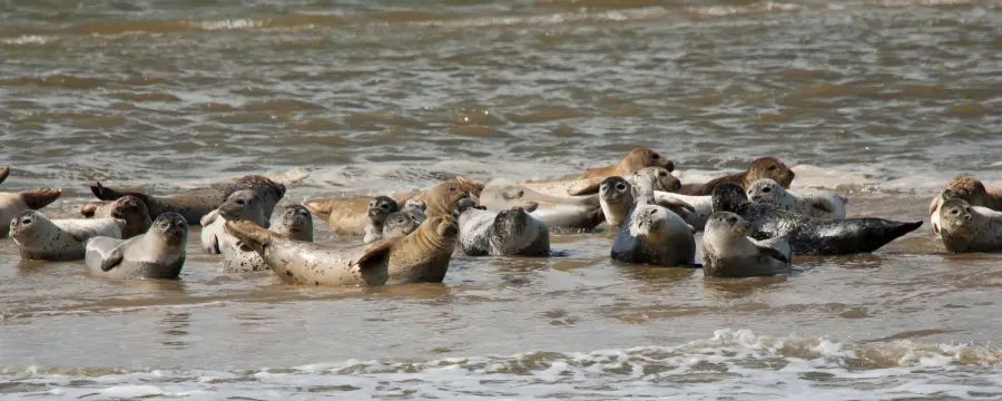 robben geburt - Wie gebären Seehunde