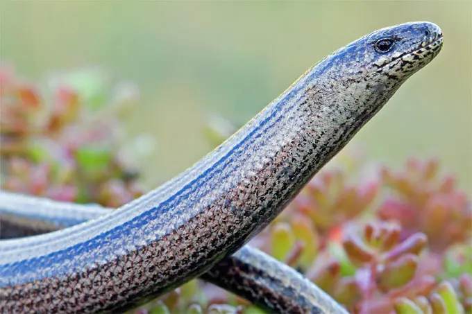 blindschleiche geburt - Wie gebärt eine Blindschleiche