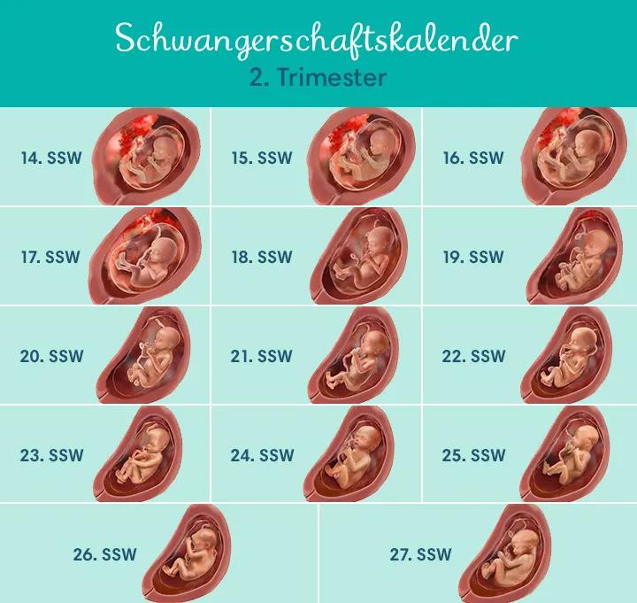 schwangerschaftswochen größe - Wie groß ist das Baby in der 7 Schwangerschaftswoche