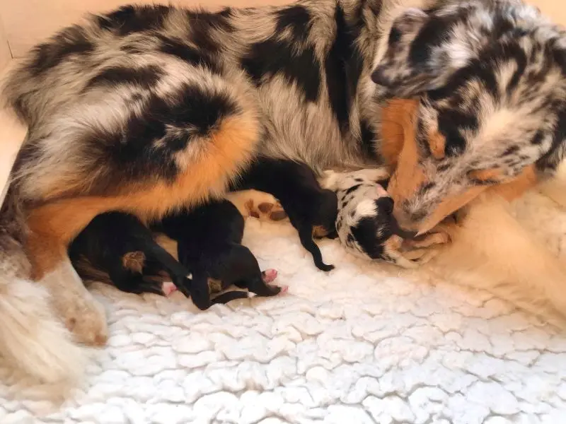 australian shepherd geburt - Wie groß sind Australian Shepherd Welpen bei der Geburt