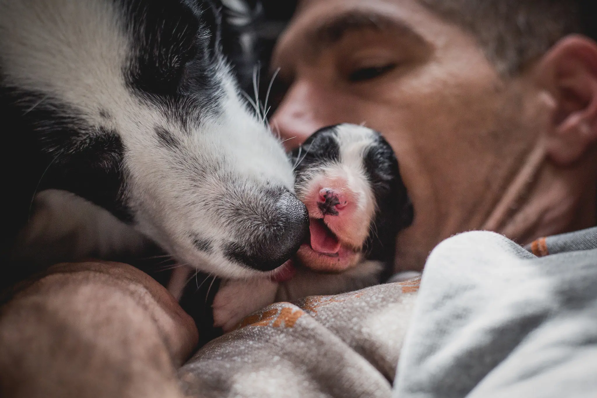 wie groß sind chihuahua welpen bei der geburt - Wie groß sind Welpen bei der Geburt