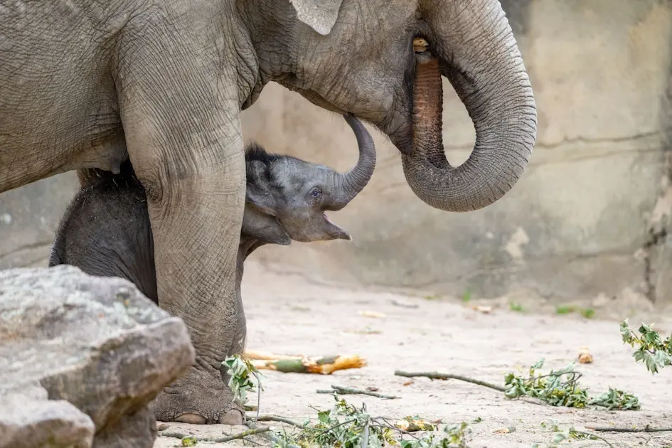 jahreskarte zoo köln geburt - Wie heißt der neugeborene Elefant im Kölner Zoo