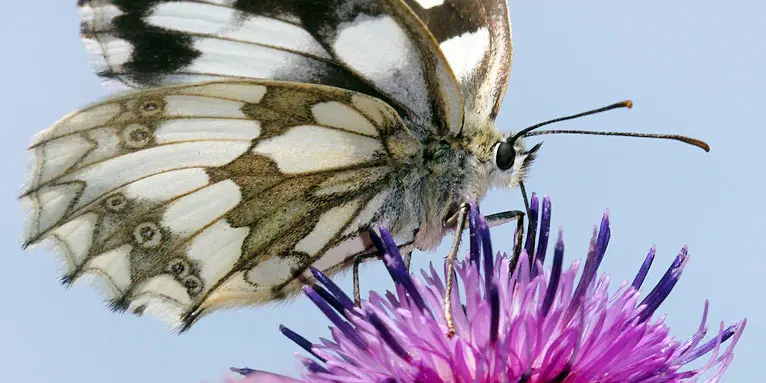 shirt mit schmetterling - Wie heißt ein schwarz weißer Schmetterling
