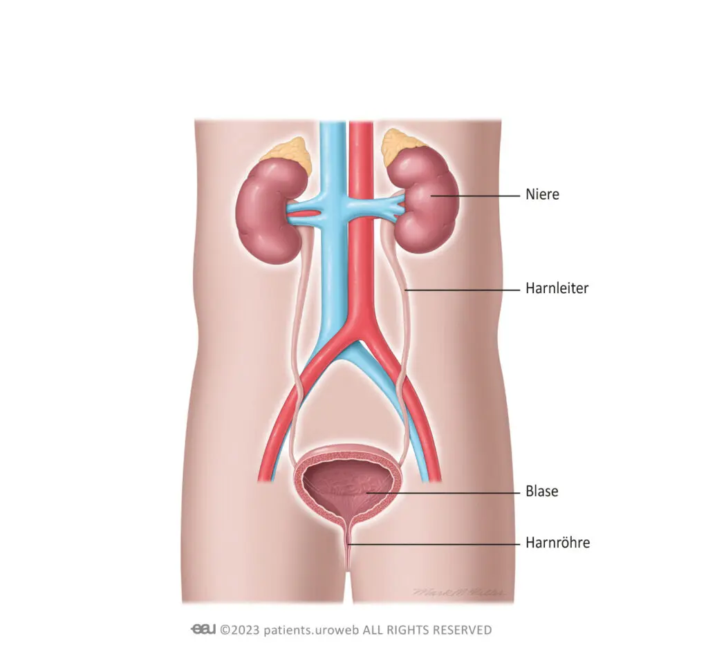 von geburt an nur eine niere - Wie heisst es wenn man nur eine Niere hat