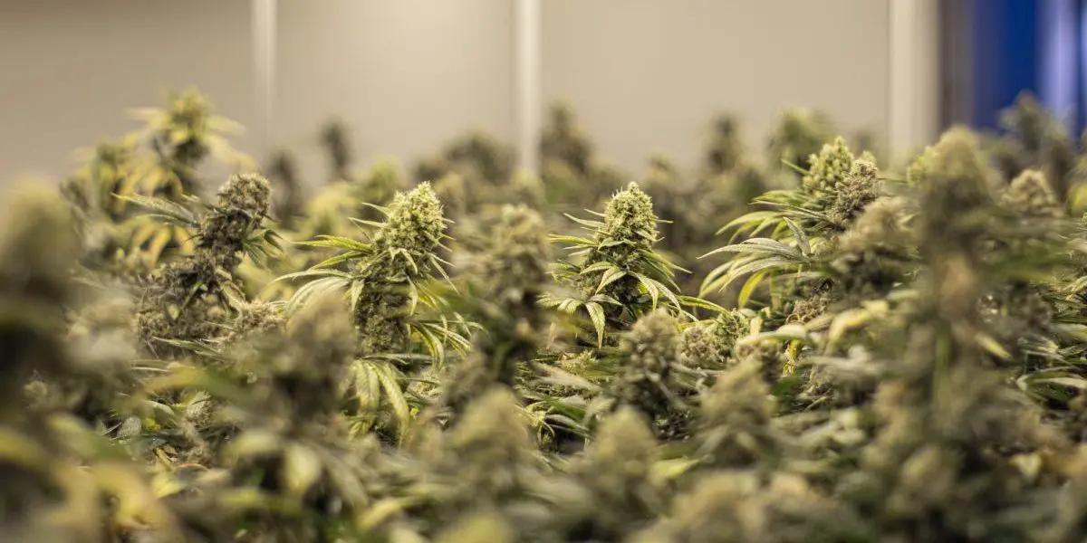 CBD Schwangerschaft Studie: Was Sie wissen müssen - Wie hoch darf der CBD Gehalt sein cbd schwangerschaft studie - Wie hoch darf der CBD Gehalt sein