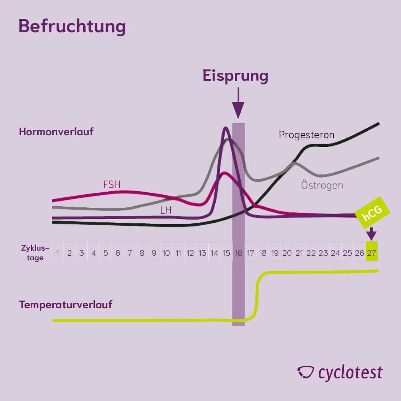 östrogen schwangerschaft tabelle - Wie hoch sollte Östrogenwert sein