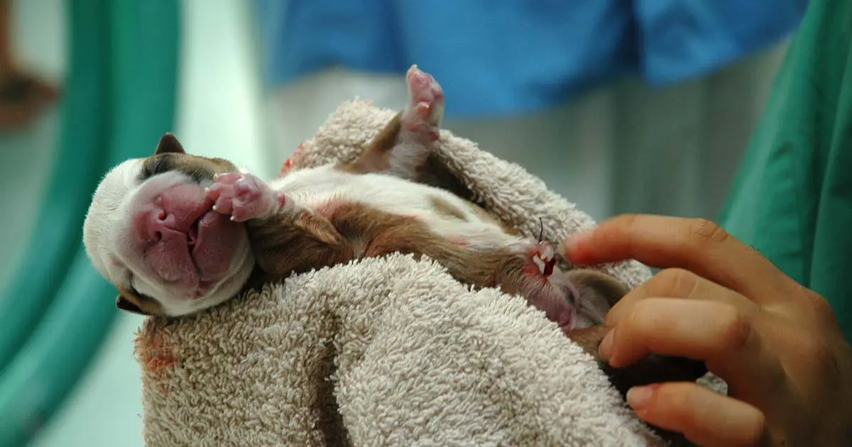 hunde geburt einleiten - Wie kann man einer Hündin bei den Wehen helfen