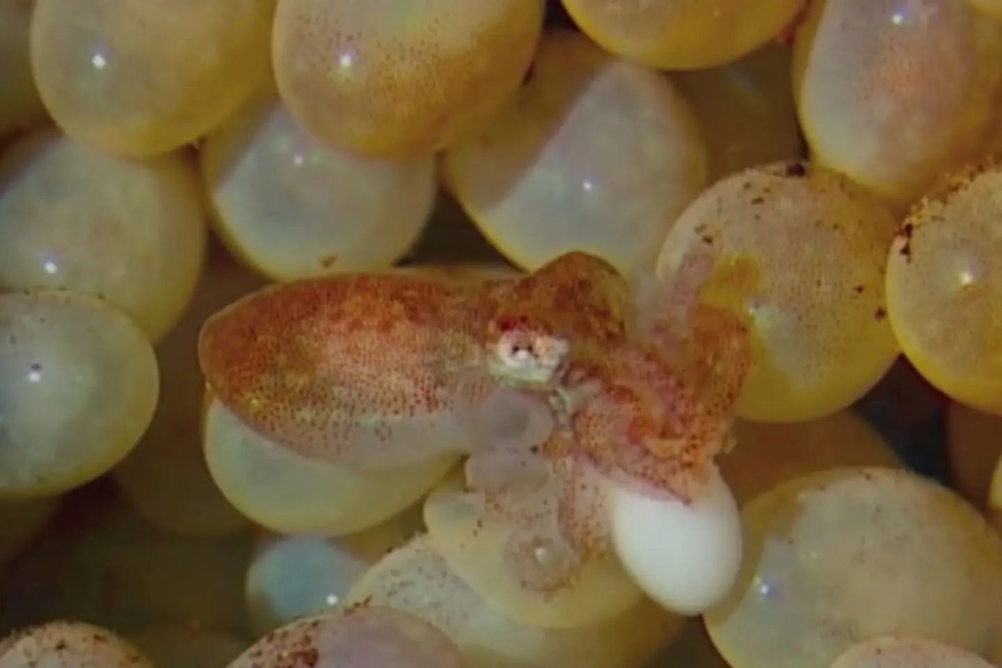 tintenfisch geburt - Wie kommen Oktopusse zur Welt