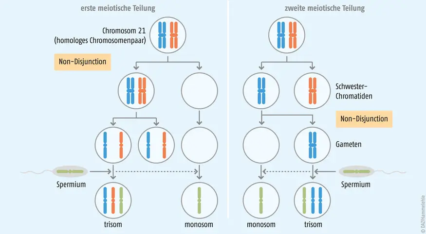 wie entsteht trisomie - Wie kommt es zu Trisomie