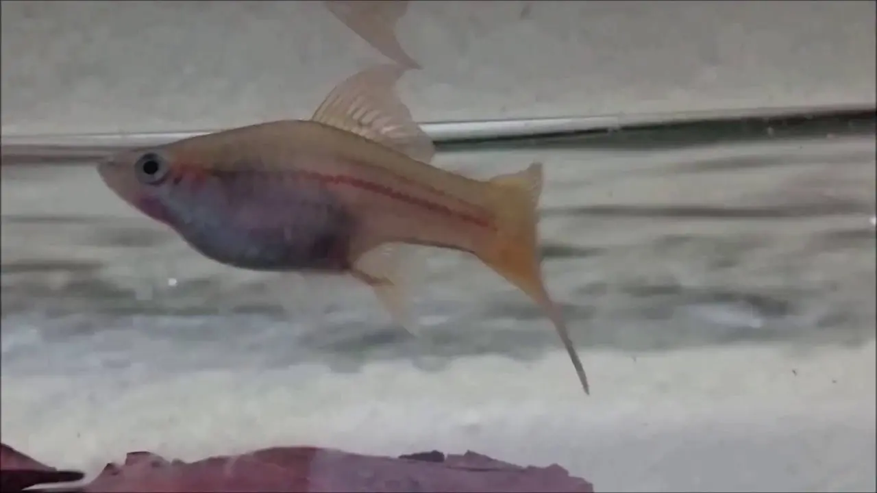 schwertträger geburt - Wie Laichen Schwertträger