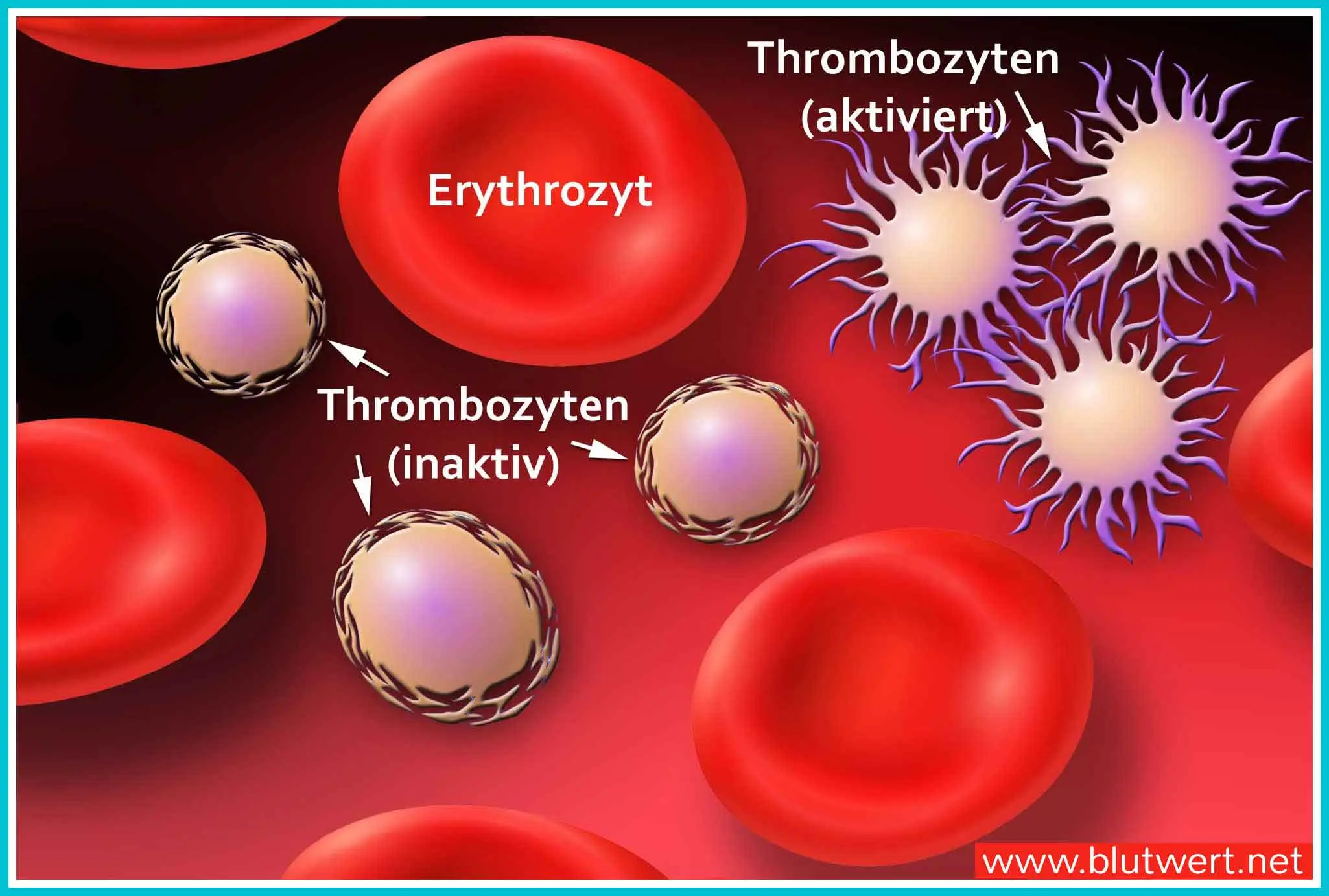 lebensdauer thrombozyten - Wie lang leben Blutplättchen