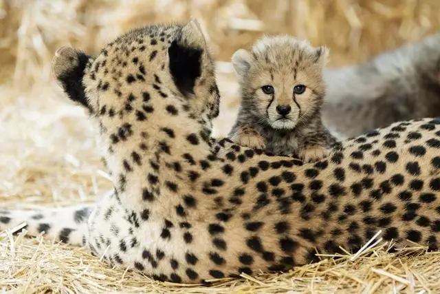 gepard geburt - Wie lange bleiben Geparden bei der Mutter