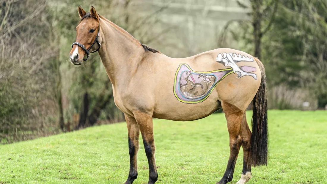 pferde schwangerschaft dauer - Wie lange bleiben Pferde schwanger