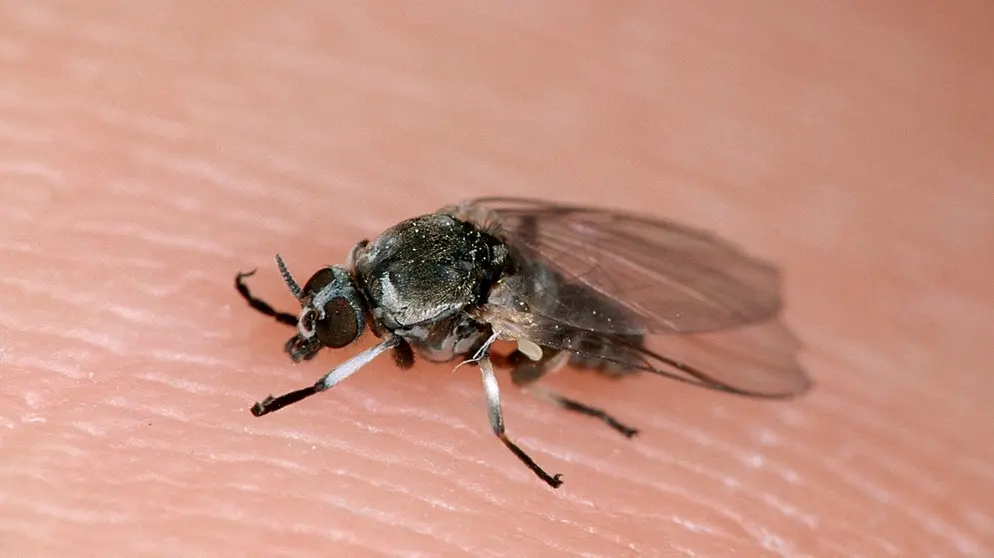 kriebelmücke fuß geschwollen - Wie lange bleibt der Stich einer Kriebelmücke