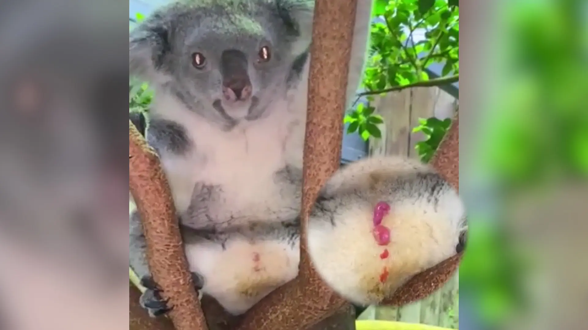 koala gewicht geburt - Wie lange bleibt ein Koala Baby im Beutel der Mutter