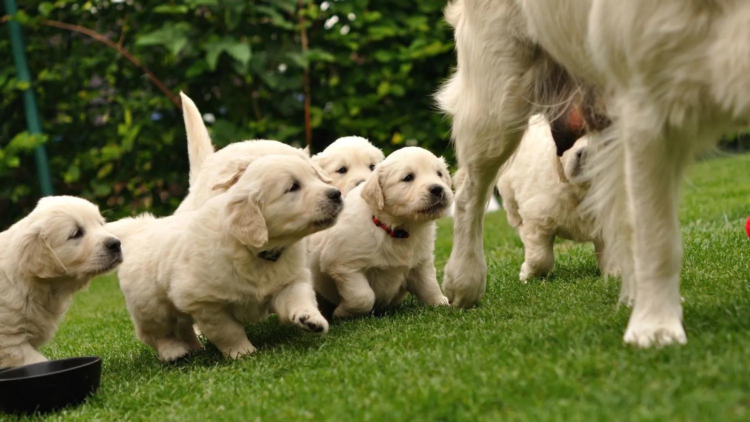 Vom Decken bis zur Geburt: Die Schwangerschaft Ihrer Hündin - Wie lange blutet Hündin nach dem Decken vom decken bis zur geburt hund - Wie lange blutet Hündin nach dem Decken