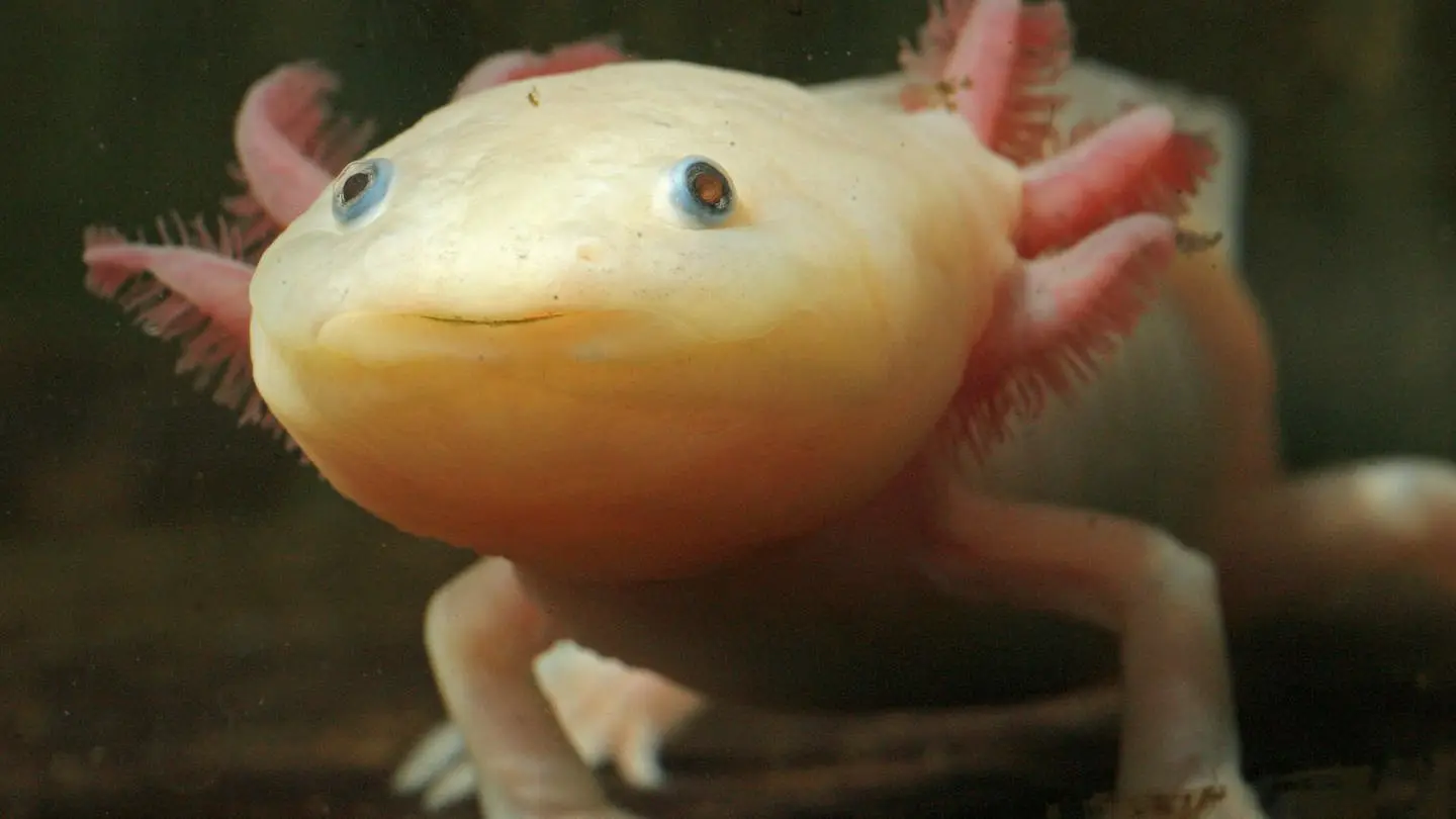 axolotl geburt - Wie lange brauchen Baby Axolotl zum Wachsen