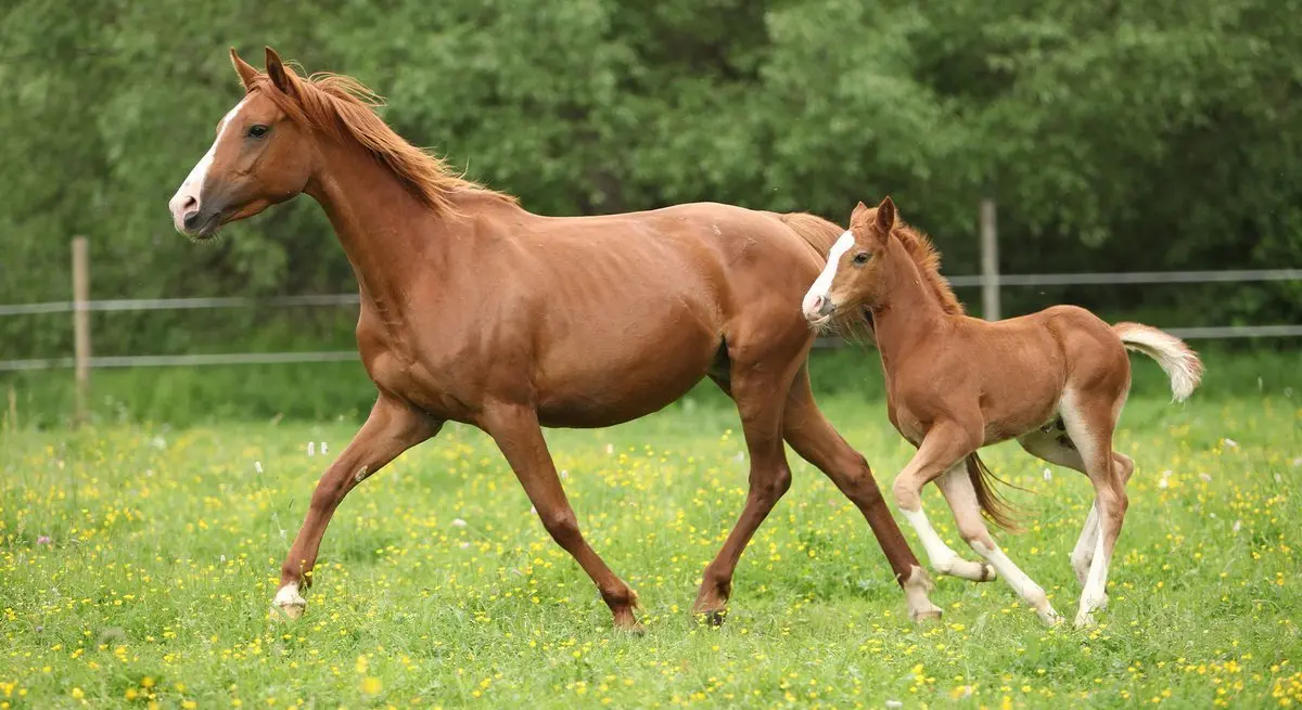 Warum sterben Stuten bei der Geburt? - Wie lange braucht ein Pferd um zu gebären warum sterben stuten bei der geburt - Wie lange braucht ein Pferd um zu gebären