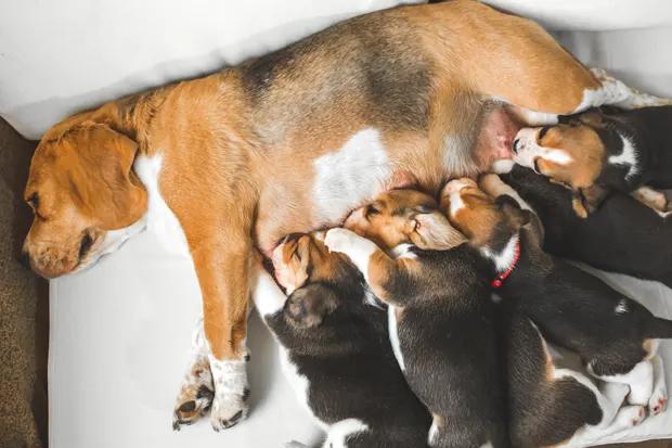 wann müssen welpen nach der geburt zum tierarzt - Wie lange braucht man die wurfbox