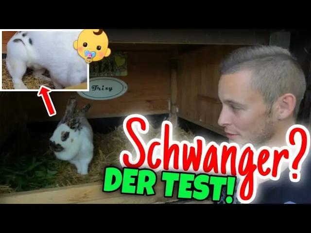 anzeichen einer schwangerschaft bei kaninchen - Wie lange dauert die Befruchtung bei Kaninchen