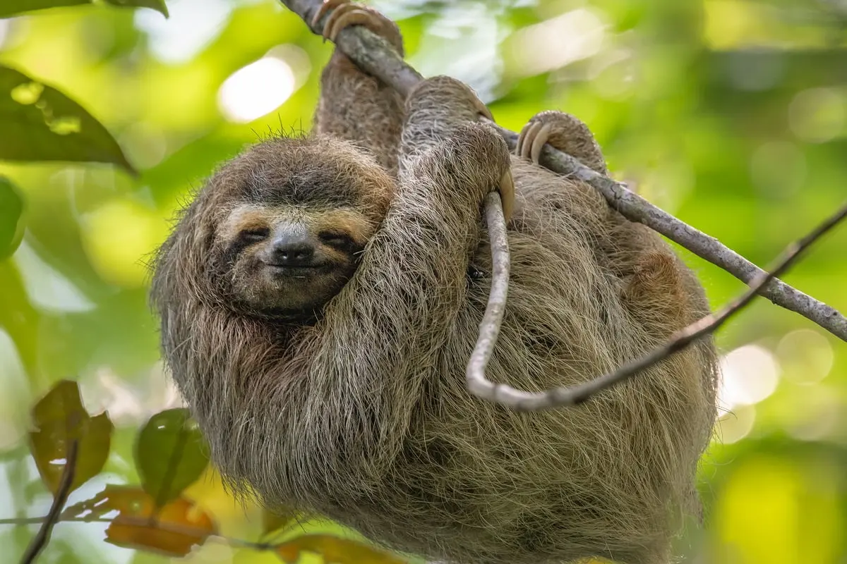 faultier geburt - Wie lange dauert die Geburt eines Faultiers