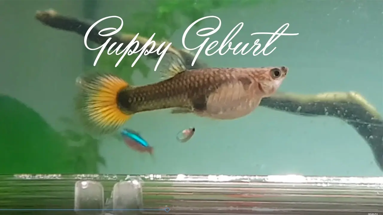 guppy wie lange dauert geburt - Wie lange dauert die Geburt eines Guppys