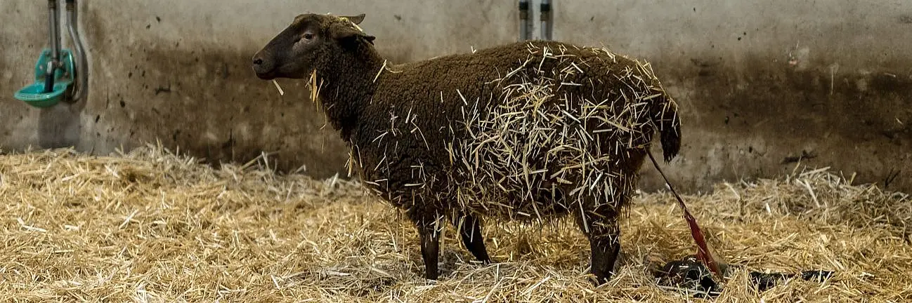 geburt schaf dauer - Wie lange dauert die Schwangerschaft von Schafen