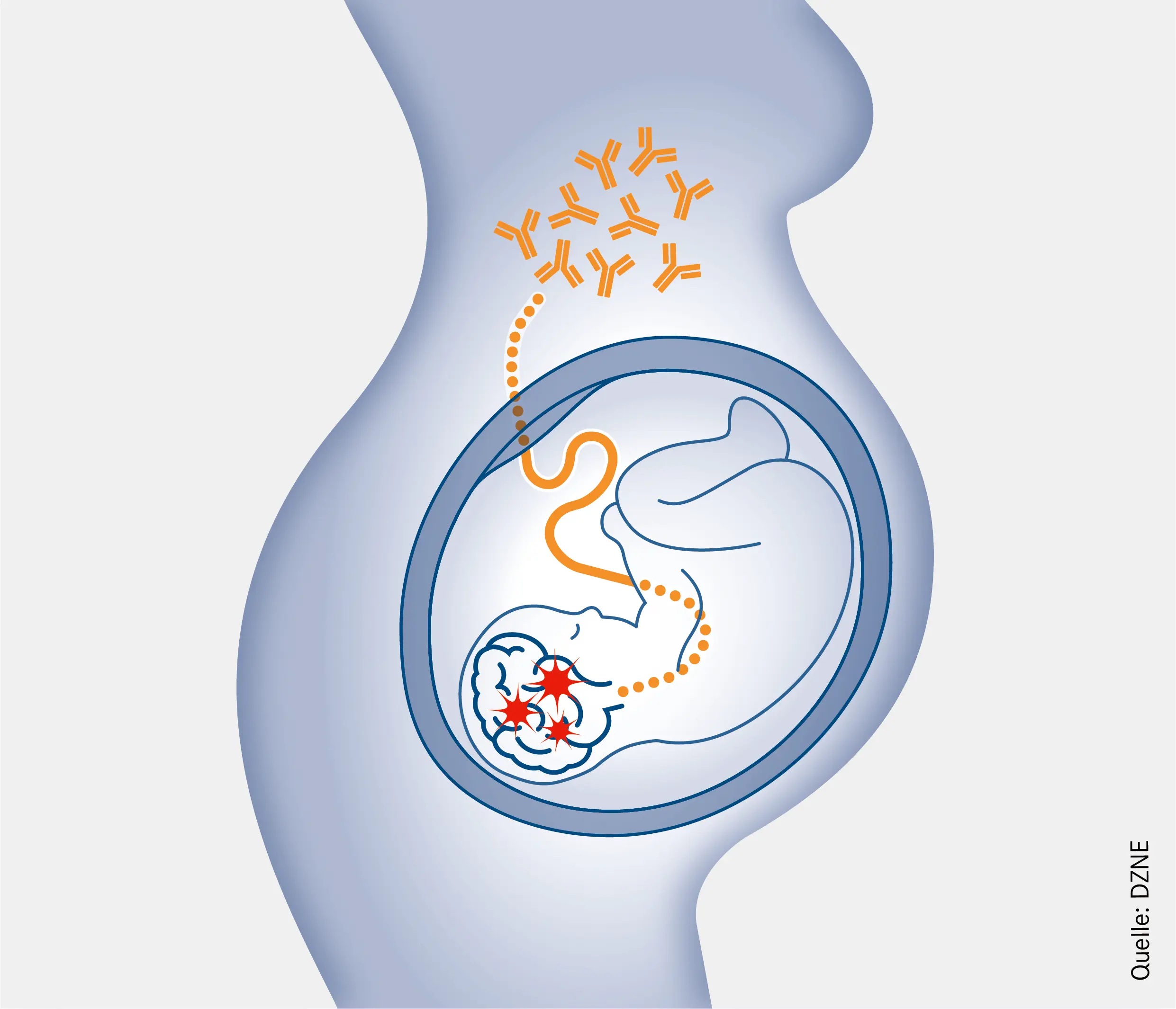 antikörpersuchtest schwangerschaft - Wie lange dauert ein Antikörpersuchtest