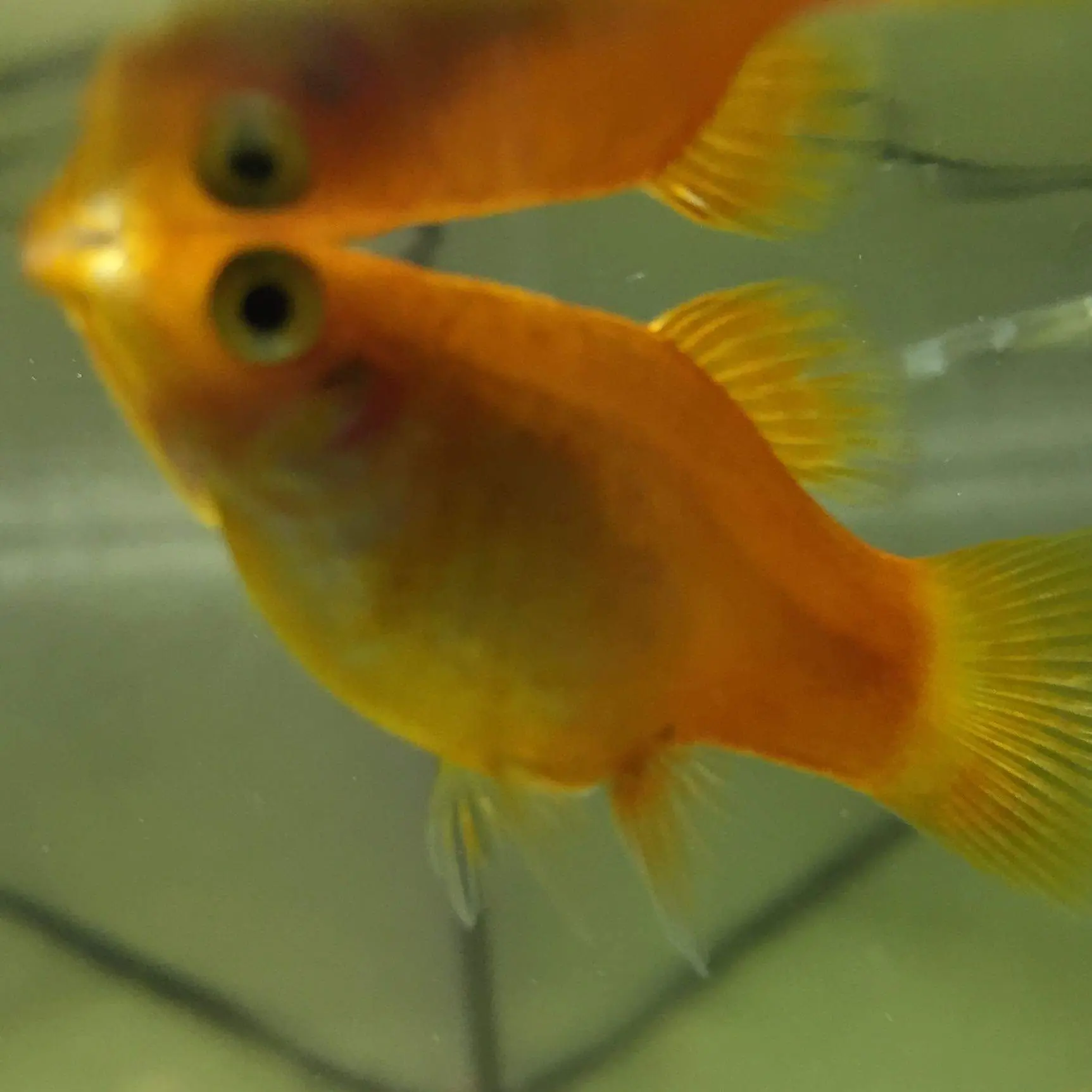 platy geburt dauer - Wie lange dauert eine Geburt bei Fischen