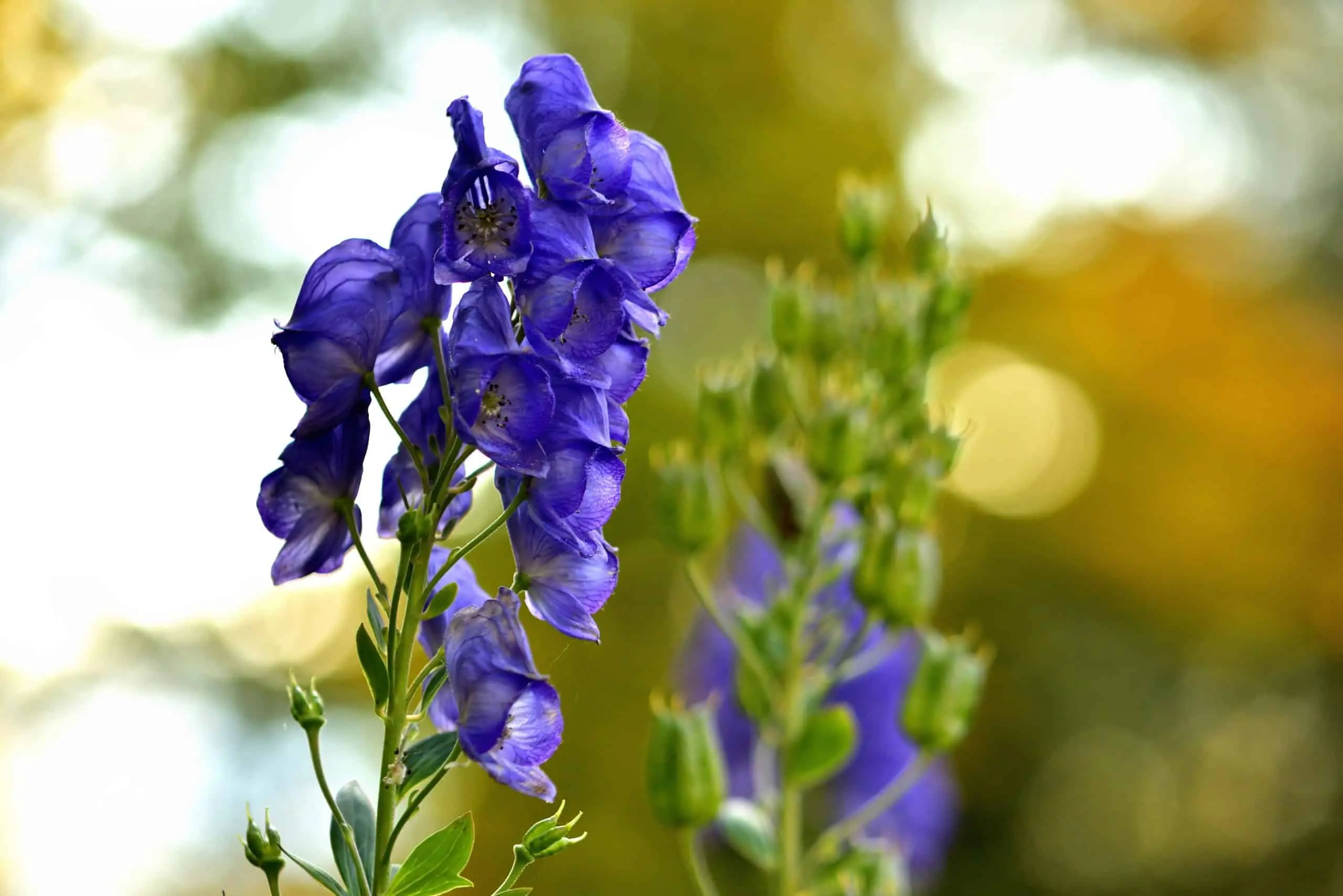aconitum in der schwangerschaft - Wie lange dauert es bis Aconitum wirkt