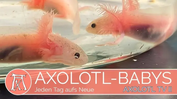 axolotl geburt - Wie lange dauert es bis ein Axolotl schlüpft