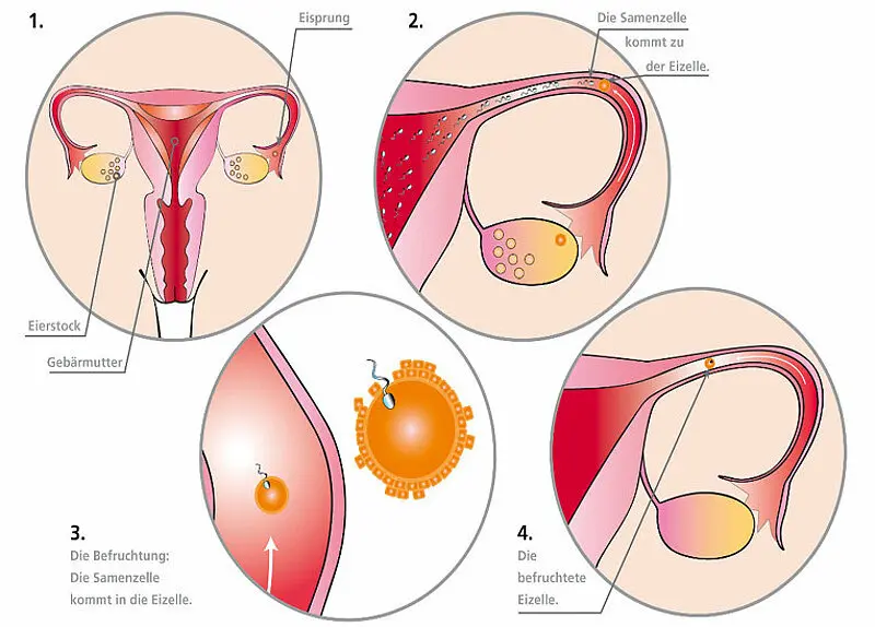 befruchtung bis geburt dauer - Wie lange dauert es bis ein Ei befruchtet wird
