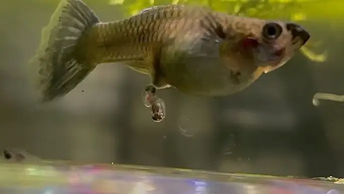 geburt von guppys - Wie lange dauert es bis Guppys gebären