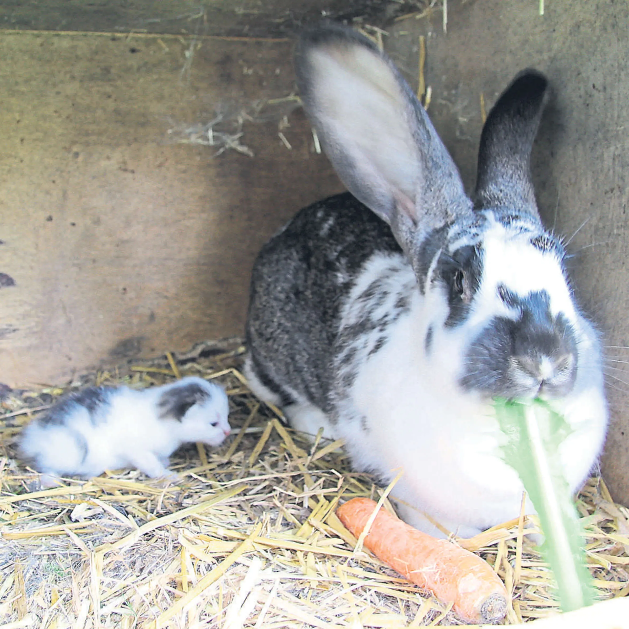 hasenmama nach der geburt - Wie lange dauert es bis Hasenbabys aus dem Nest kommen