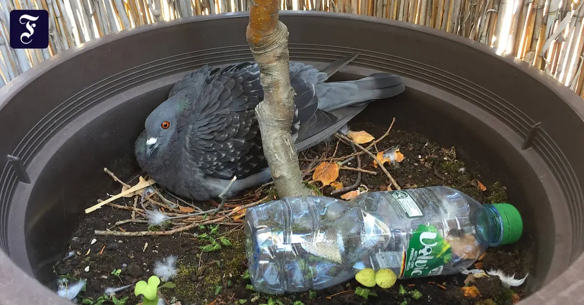 Wie Lange Dauert Es Bis Nicht Ordnungsgemäß Gekühlter Fisch Verdirbt Taubenleben: Brut, Flüggewerden & überbevölkerung | Hebamme FZ