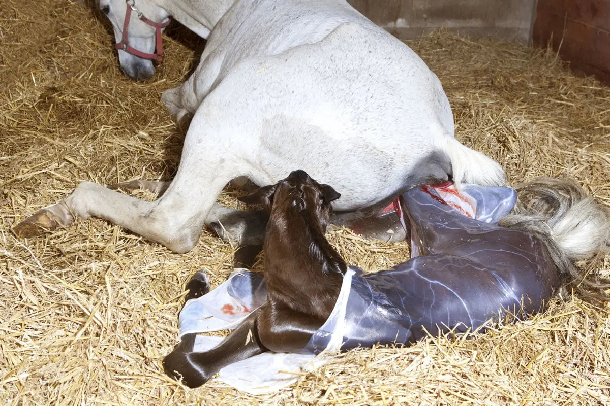 pferd fohlen geburt - Wie lange dauert Geburt bei Pferden