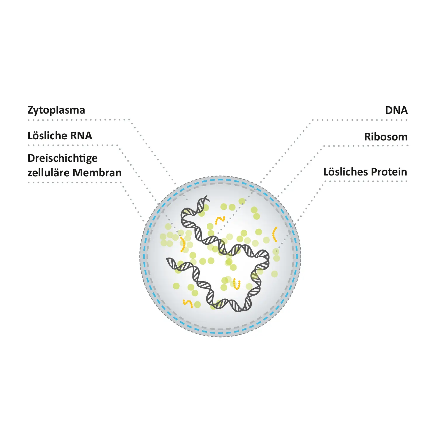 mykoplasmen schwangerschaft - Wie lange dauert Mykoplasmen Infektion